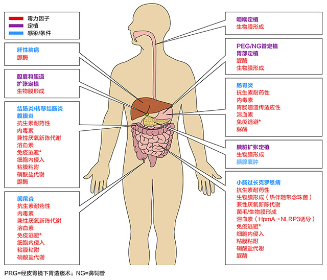 技术导航-变形杆菌-图3.jpg