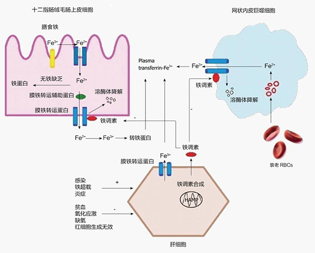 技术导航-炎症性肠病中的缺铁性贫血-图2.jpg