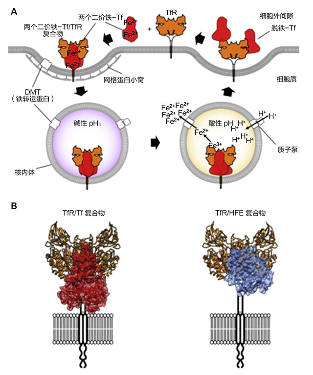 技术导航-以癌症细胞的转铁蛋白为靶标-图2.jpg