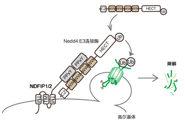 技术导航-二价金属离子转运蛋白-图3.jpg