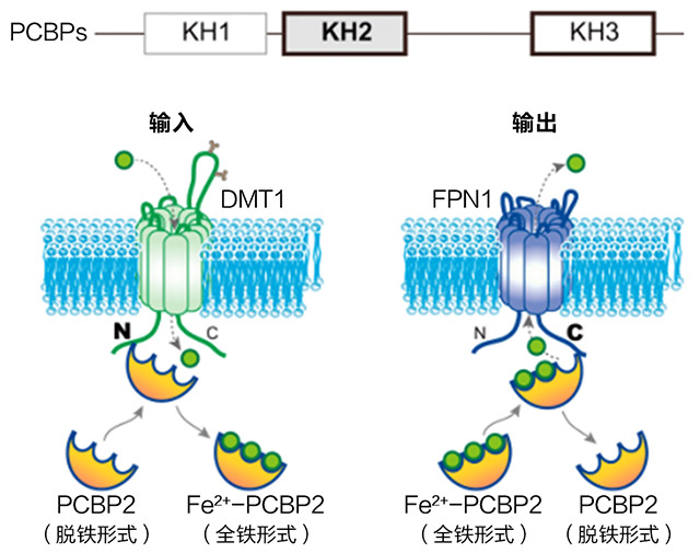 技术导航-二价金属离子转运蛋白-图4.jpg