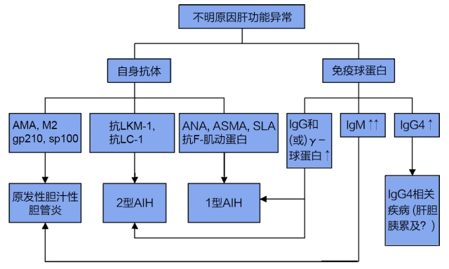 技术导航-自身免疫性肝炎诊断和治疗共识-图1_副本.jpg