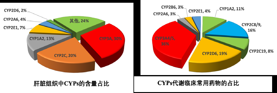 细胞色素P450的遗传多态性研究与人体健康的重要性及在临床用药中的价值