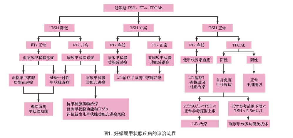 妊娠期甲状腺功能减退症的诊断与治疗 ——《妊娠和产后甲状腺疾病诊治指南》(第2版) 解读