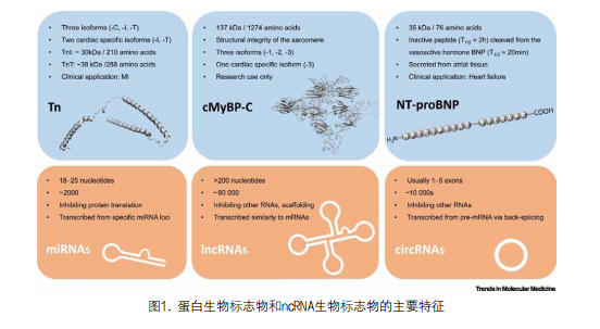 心血管疾病中非编码RNA与蛋白质生物标志物的比较