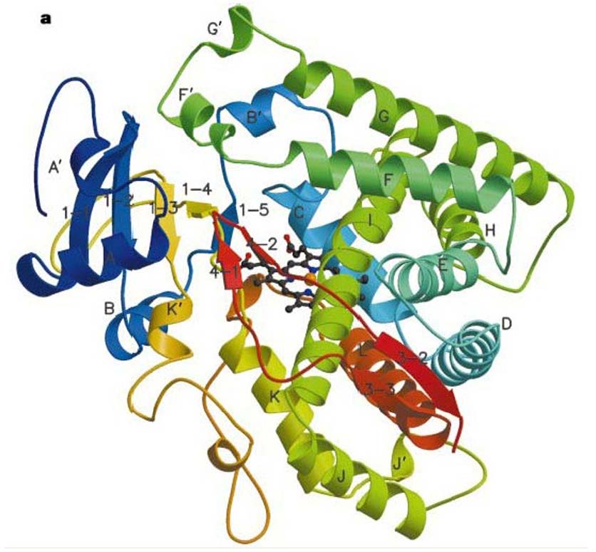 肝药酶CYP2C9基因的变异特点与个体药物代谢的差异性