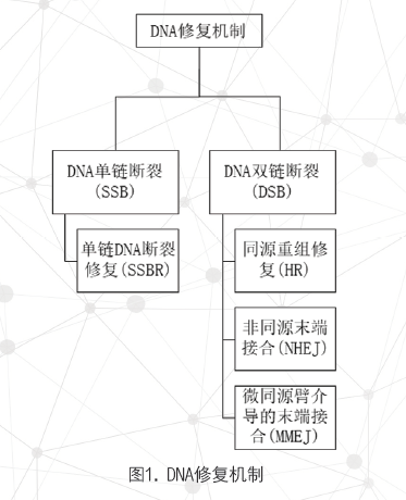 多聚腺苷二磷酸核糖聚合酶抑制 剂治疗前列腺癌个体化用药相关 基因及检测方法