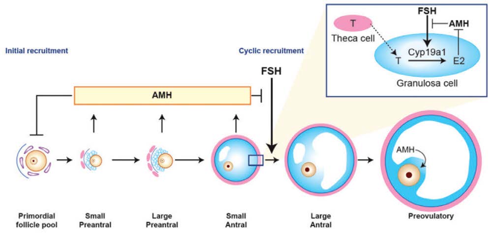 抗缪勒氏管激素和抑制素B对卵巢功能的预测价值与不同领域应用分析