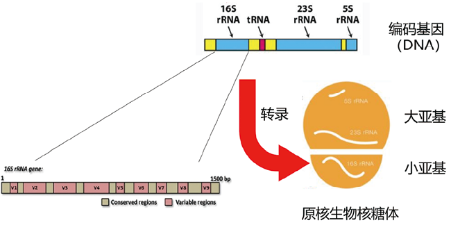 微生物多样性分析系统及其临床应用