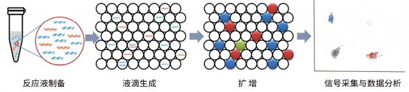 数字PCR在血流感染病原学诊断中的应用