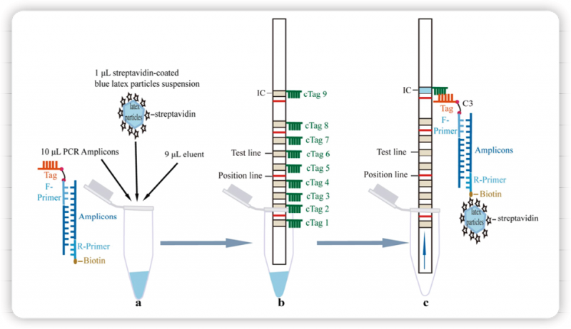 POCT分子诊断新趋势：  多重PCR试纸层析检测新技术