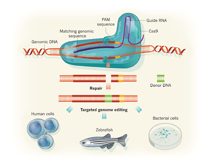 CRISPR/Cas基因编辑技术在病原诊断中的应用