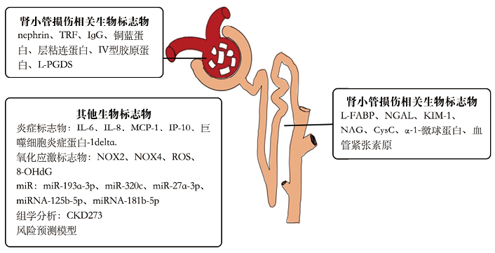 肾脏生物标志物在糖尿病肾病早期诊断中的价值与临床应用