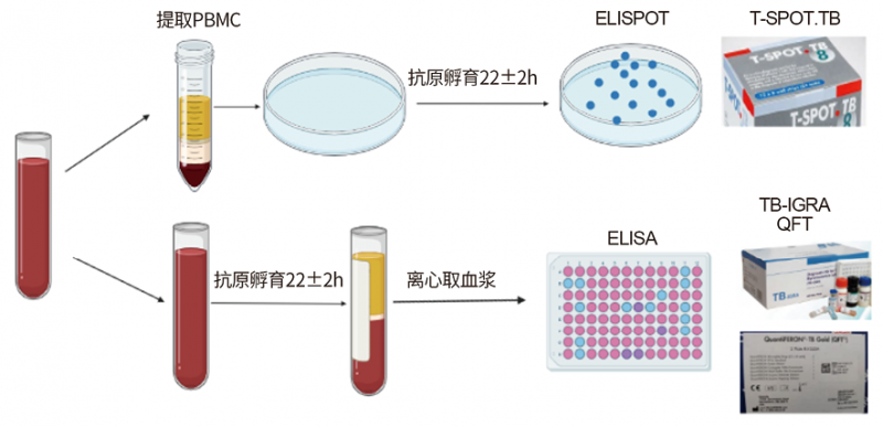 结核分枝杆菌γ-干扰素释放检测在临床诊断中的价值与发展方向