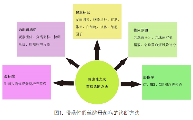 侵袭性假丝酵母菌病的病原学诊断