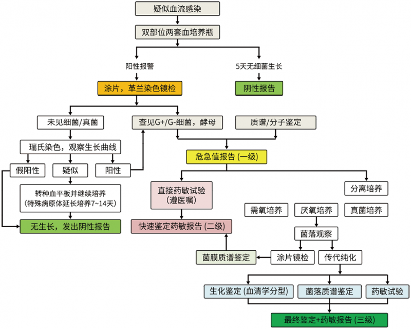 血流感染的病原学诊断标准化与全流程质量控制